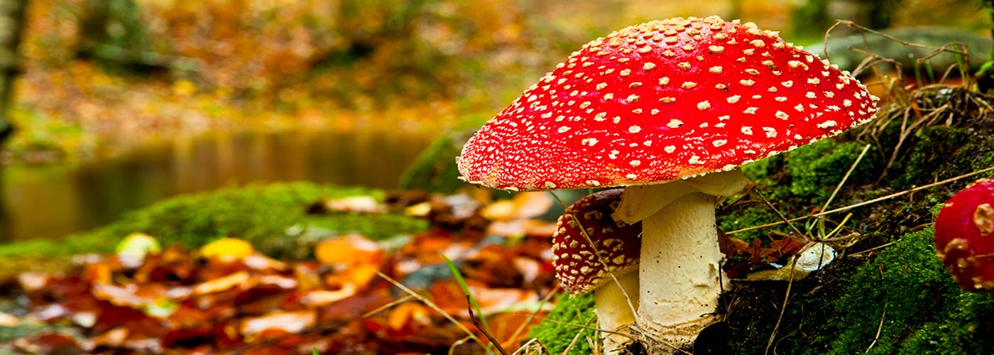 Are Hallucinogens Safe to Use?