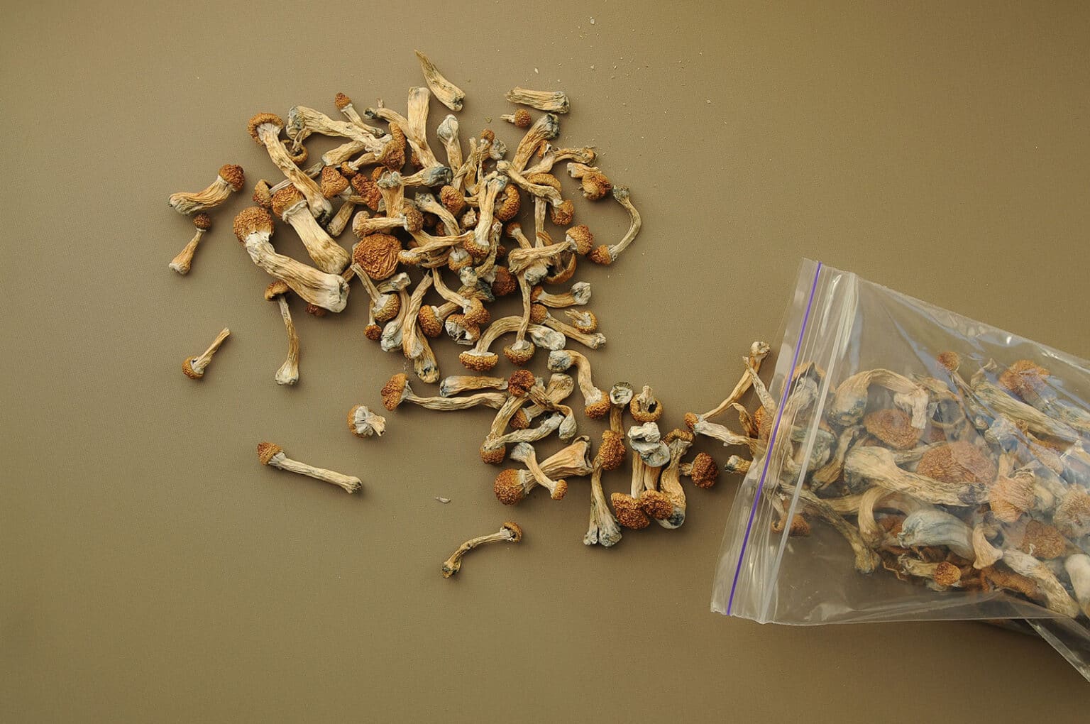 Can Magic Mushrooms Go Bad? A Guide to Psilocybin Mushroom Storage and